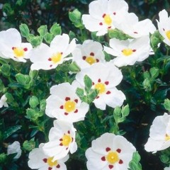 cistus