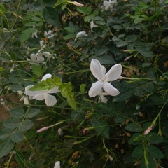 نايلة مريم محمد الطيّب