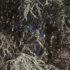 arpenter droit derrière