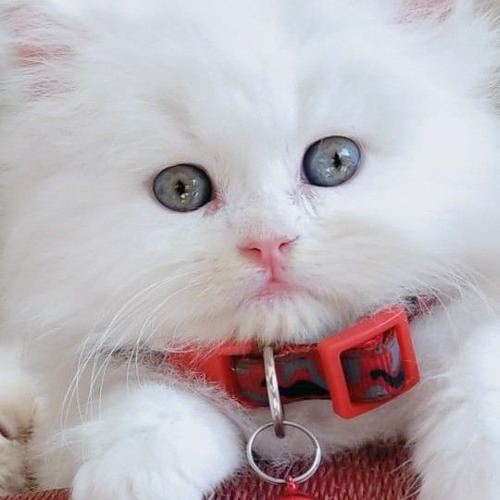 kittens lover’s avatar