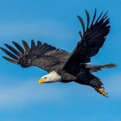 AJ