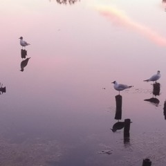 Богдана Суконник
