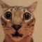 cool cat