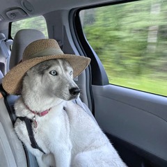 huskywithahat