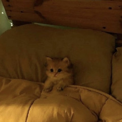 xxxkitten420