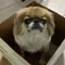 cardboard dog
