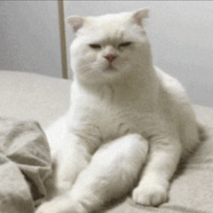 Cate