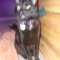 ☆ihaveagaycat☆