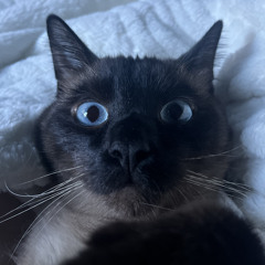 𝕶𝖆𝖊