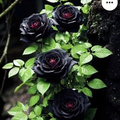 Rose Black
