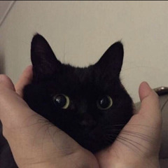 molbonosipal