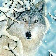wolfy