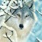 wolfy