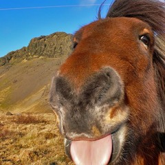 WonkyConky