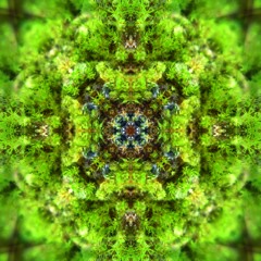 Pantagora