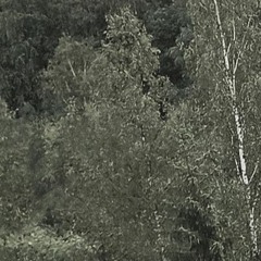 VHS95