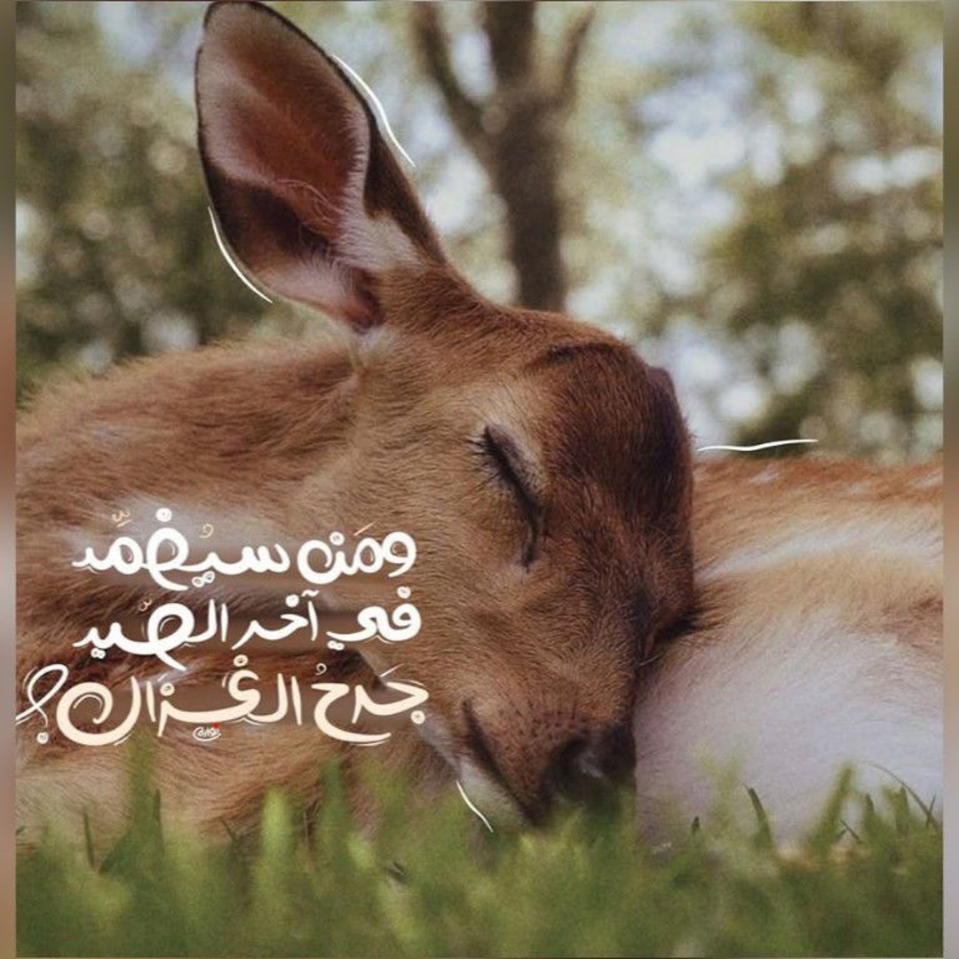 فَرحَـة مُحمَّـد’s avatar