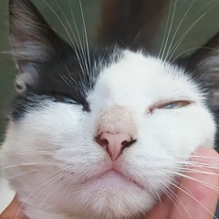 laurindavieira72@gmail.com