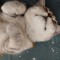 kitty meomeo