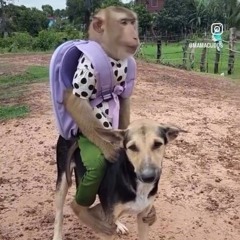 robrtp1