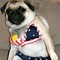 pug