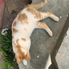 n9mew