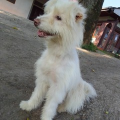 Dinuk@