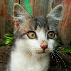 Stepan
