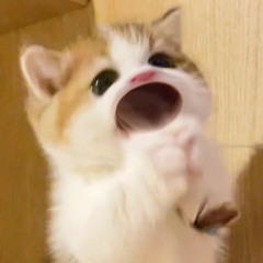 MU MI