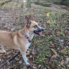 Dang It's Just Vincent