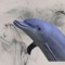 Dolphin2048