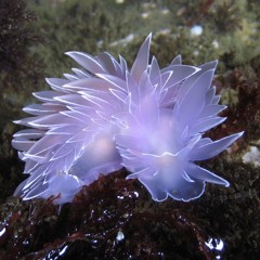 frosted nudibranch