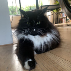 Floris