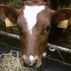 Arne