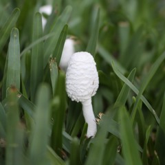 Eryngo