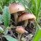 magicmushroom