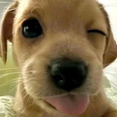 im in love