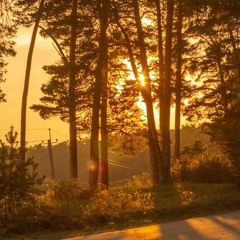 warmsunset coldheart🌲