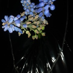 Hell,no // IizCasper