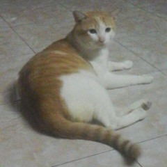 lovelycatxxx