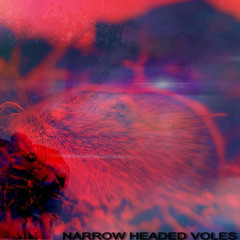 Narrow Headed Voles