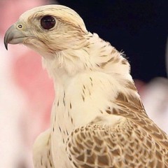 ابو تركي 🇸🇦