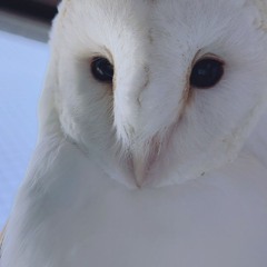 Faux
