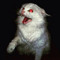 Kitty Ehf