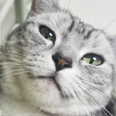 ももん