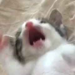 fruty_melon
