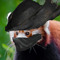 red panda, pale blood hunter