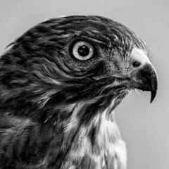 Slow Business - DanFoden