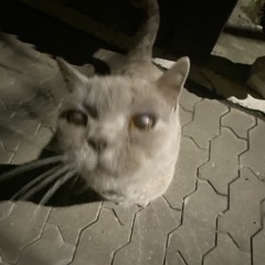 ShRam