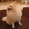 Riad